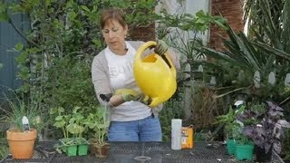 How to Make a Fungicide for Powdery Mildew on Organic Cucumbers  Garden Space [upl. by Katey]