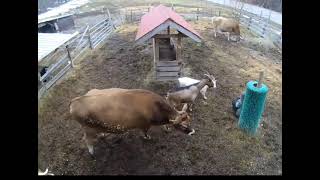 Woman sits down to take a break and all the animals come to check on her [upl. by Attevaj]