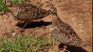 the sandgrouse call [upl. by Eelek161]