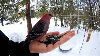 Pine Grosbeak [upl. by Gridley857]