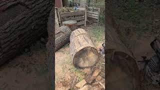 Stihl MS 400 CM 🧈🔪 stihl chainsawman firewood redoak asmr shorts viral roadto20k [upl. by Zertnom]