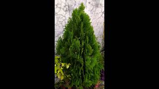 Thuja Plant How To Grow \\Morpankhi Plant\\ Vidya Plant \\Wow Gardening Channelmyfirstshort short [upl. by Newfeld]