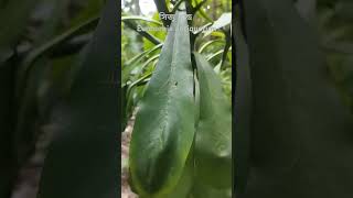 সিজু গাছ। বৈজ্ঞানিক নাম  Euphorbia antiquorumgarden  ornamental plant medicinal plant [upl. by Annaj]