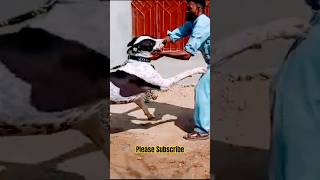 playtime with the beast  bulldog  bully kutta  pitbull shorts viral trending [upl. by Raleigh]