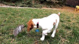 11 week old Brittany Spaniel pointing a grouse wing [upl. by Anaiuq]