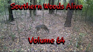 Southern Woods Alive Volume 64 [upl. by Delaryd57]