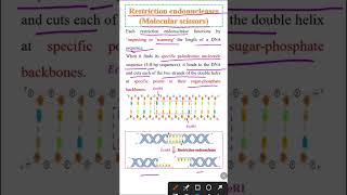 Restriction endonuclease  Biotechnology class 12 [upl. by Htebi]