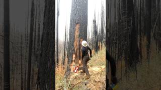 It really destroyed a lot of trees shortvideo [upl. by Allard]