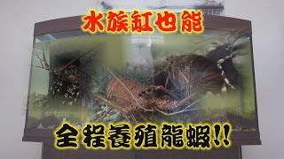 【黃國良】長工阿良的漁日常｜水族缸也能全程養殖龍蝦 [upl. by Rothstein]