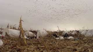 Fall Snowgoose Hunting insane decoying [upl. by Hubbard]