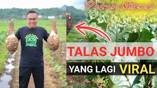 TALAS PRATAMA JENIS TALAS PALING UNGGULTANAM 1 HEKTAR OMSET 1Milyar [upl. by Ramas]