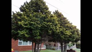 Plant ID Golden Hinoki Cypress Chamaecyparis obtusa Crippsii [upl. by Yrellav]