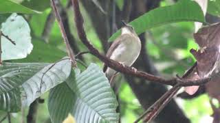 Fulvouschested JungleFlycatcher  Poring Hot Springs Sabah Malaysian Borneo [upl. by Arhoz]