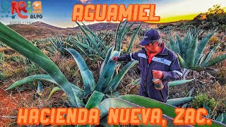 Aprendan a Capar un Maguey para sacar Aguamiel en Hacienda Nueva Morelos Zacatecas [upl. by Anilem]