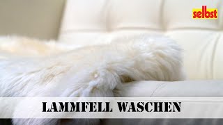 Lammfell waschen [upl. by Llaccm]