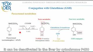 16 Phase II reactions Conjugation with GSH paracetamol [upl. by Aerda]