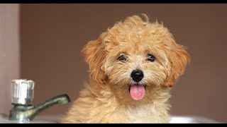 Maltipoo  Comprehensive Dog Review with Compilation [upl. by Donia337]