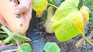 Harvesting butternut squash [upl. by Konstance]