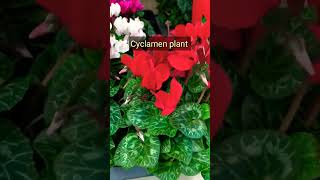 Cyclamen Plant Care Tips ytshorts lovinggarden viralvideo [upl. by Spence427]