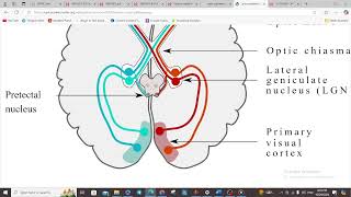 NEUROOPHTHALMOLOGY III  VISUAL PATHWAYS [upl. by Eenert]