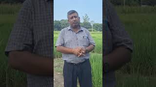 एजेटोवैक्टर Azotobacter जैव उर्वरक किस फसल में प्रयोग करते हैं shortsvideo agriculture  farming [upl. by Polash141]