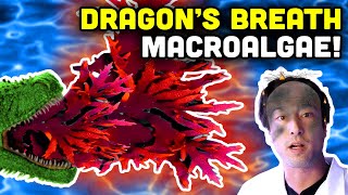 Dragons Breath Macroalgae Good for Aquariums Great for SCIENCE [upl. by Harutek986]