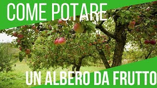 COME POTARE UN ALBERO DA FRUTTO  ORTO E GIARDINAGGIO [upl. by Falzetta555]