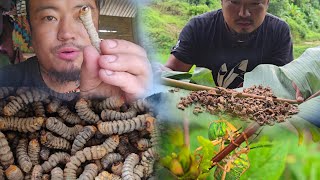 Eating wormsbugs and wild mushrooms guarding my field from wild animals [upl. by Tigirb387]