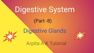 Digestive Glands  Human Physiology Notes [upl. by Duke510]