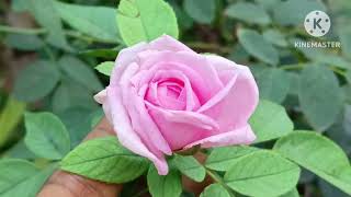 செடியில் துளிர் இருந்தால் இதை கொடுத்திடுங்க  pesticides for rose plant  MJ terrace garden [upl. by Leizahaj]