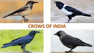 Crows of India 🇮🇳  Birds  Indian Birds [upl. by Toddie]