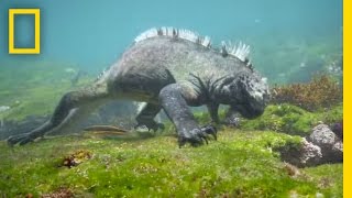 Swim Alongside a Galápagos Marine Iguana  National Geographic [upl. by Michale67]