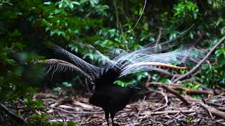 Lyrebird Dandenong Ranges National Park 2 [upl. by Averir]