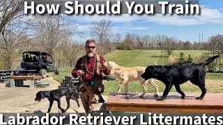 How To Train Littermates  Basic Obedience Training With Labrador Retriever Puppies [upl. by Sirromad]