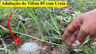 Adubação com Ureia no Tifton 85aplicação após 36 dias do plantio [upl. by Ohcamac]