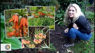 How to plant Fritillaria imperialis or Crown Imperial bulbs  FarmerGracycouk [upl. by Filip]