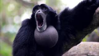 Siamang Gibbon monkey is howling with neck swells like a balloon [upl. by Azer]