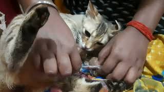 MY CAT GIVING BIRTH 😸 vlog catgivebirth [upl. by Vihs]