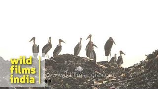 Greater Adjutant storks sit on dirt  Baragaon landfill Guwahati [upl. by Asyl]