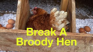 Break A Broody Hen The Easy Way  How To Get A Chicken To Stop Laying On Eggs [upl. by Chucho]