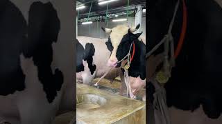 Monsters Shape Aussie Bull being feed water at morning Sahara Agro 2025 collection reelsvideo [upl. by Tteve912]