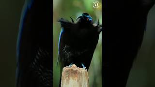 Wonderful Birds  Birds of Paradise Unveiled The Enchanting Black Sicklebill Beauty  Stress Relief [upl. by Ezarras930]