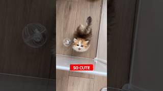 When you pet a cat in an Aquarium Must Watchpetlover amazingamazingshorts cat cutecat shorts [upl. by Bainter]