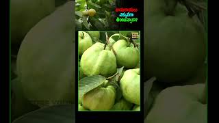 Should You Avoid eating Guava guava fruit guavafruit myth phlegm fruitfacts immunity fact [upl. by Yrollam]