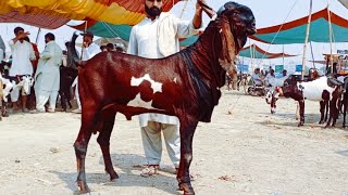 Bakra Mandi sahiwal ki update beetal breeder bakry 03124058010 Altaf goat farm [upl. by Kerri]