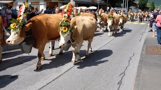 Cows take centre stage at Gstaad cow festival [upl. by Nawad]