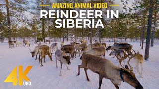 Reindeer in A Paddock during Evening Time  Amazing Animals of Siberia  Wildlife Video in 4K HDR [upl. by Ahsinom97]