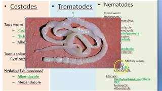 Pharmacology 923 a Anti Helminthic Drugs Parasite Albendazole Mebendazole Ivermectin [upl. by Estrin]