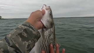 Texoma May 2024 topwater striper fishing [upl. by Anali305]