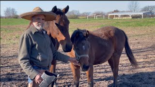 Rancho Robles tiene en venta potranca con cruce árabe 🇦🇪 y Cuarto de milla 🐴🤠 [upl. by Dina]